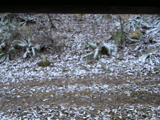 長野県菅平高原 ゆたか山荘 南側 2025/11/12 06:30