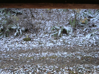 長野県菅平高原 ゆたか山荘 南側 2025/11/12 06:45