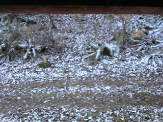 長野県菅平高原 ゆたか山荘 南側 2025/11/12 07:15