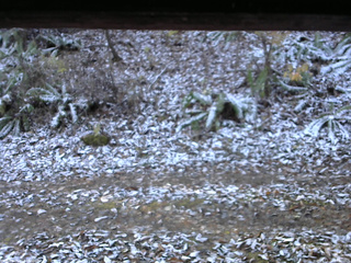 長野県菅平高原 ゆたか山荘 南側 2025/11/12 07:30