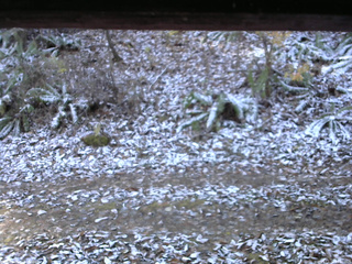 長野県菅平高原 ゆたか山荘 南側 2025/11/12 08:15
