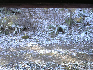長野県菅平高原 ゆたか山荘 南側 2025/11/12 08:45
