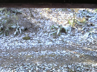 長野県菅平高原 ゆたか山荘 南側 2025/11/12 09:15