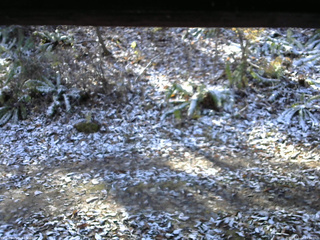 長野県菅平高原 ゆたか山荘 南側 2025/11/12 09:30