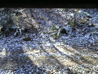 長野県菅平高原 ゆたか山荘 南側 2025/11/12 09:45
