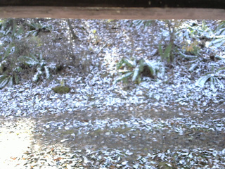 長野県菅平高原 ゆたか山荘 南側 2025/11/12 10:30