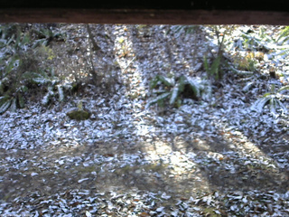 長野県菅平高原 ゆたか山荘 南側 2025/11/12 10:45