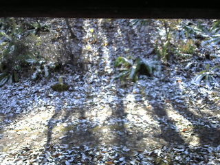 長野県菅平高原 ゆたか山荘 南側 2025/11/12 11:00