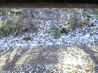 長野県菅平高原 ゆたか山荘 南側 2025/11/12 11:45