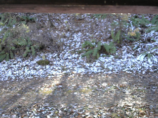 長野県菅平高原 ゆたか山荘 南側 2025/11/12 12:15