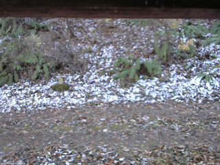 長野県菅平高原 ゆたか山荘 南側 2025/11/12 12:30