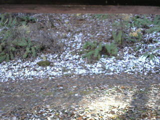 長野県菅平高原 ゆたか山荘 南側 2025/11/12 12:45