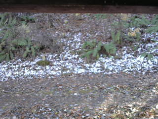 長野県菅平高原 ゆたか山荘 南側 2025/11/12 13:15
