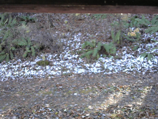 長野県菅平高原 ゆたか山荘 南側 2025/11/12 13:30