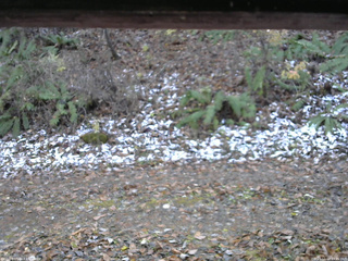 長野県菅平高原 ゆたか山荘 南側 2025/11/12 13:45