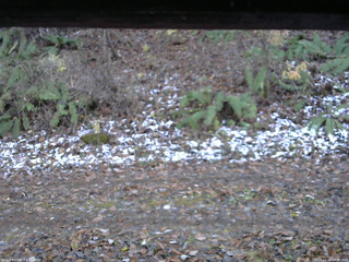 長野県菅平高原 ゆたか山荘 南側 2025/11/12 14:45