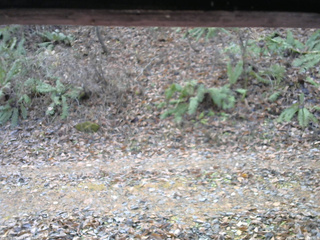 長野県菅平高原 ゆたか山荘 南側 2025/11/18 10:00