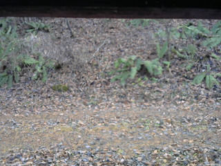 長野県菅平高原 ゆたか山荘 南側 2025/11/18 15:00