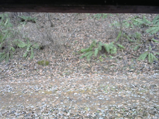 長野県菅平高原 ゆたか山荘 南側 2025/11/23 13:45