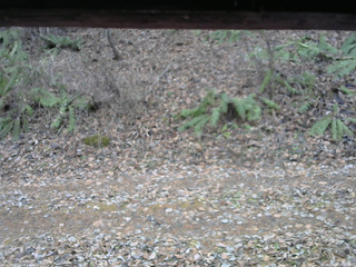 長野県菅平高原 ゆたか山荘 南側 2025/11/23 14:30