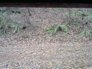 長野県菅平高原 ゆたか山荘 南側 2025/11/25 13:00