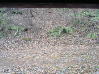 長野県菅平高原 ゆたか山荘 南側 2025/11/25 13:15