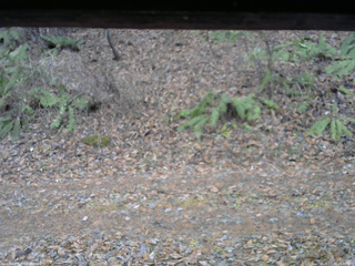 長野県菅平高原 ゆたか山荘 南側 2025/11/25 13:30