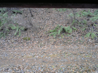 長野県菅平高原 ゆたか山荘 南側 2025/11/25 13:45