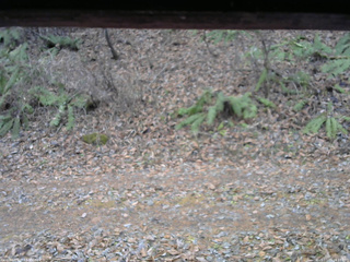 長野県菅平高原 ゆたか山荘 南側 2025/11/25 14:15