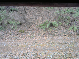 長野県菅平高原 ゆたか山荘 南側 2025/11/25 14:30