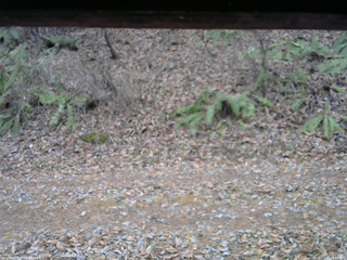 長野県菅平高原 ゆたか山荘 南側 2025/11/25 14:45