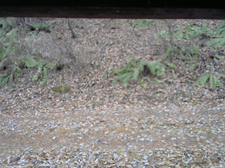 長野県菅平高原 ゆたか山荘 南側 2025/11/25 15:00