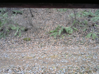 長野県菅平高原 ゆたか山荘 南側 2025/11/25 15:15