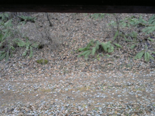 長野県菅平高原 ゆたか山荘 南側 2025/11/25 15:30