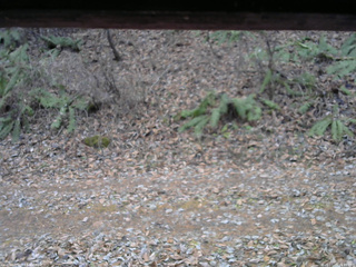 長野県菅平高原 ゆたか山荘 南側 2025/11/25 15:45