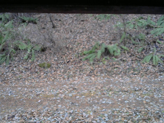 長野県菅平高原 ゆたか山荘 南側 2025/11/25 16:30