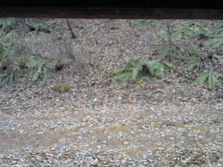 長野県菅平高原 ゆたか山荘 南側 2025/11/26 11:30