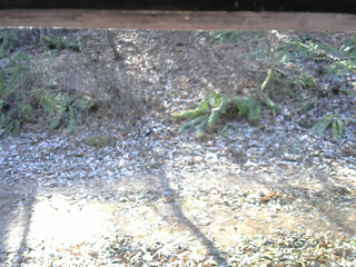 長野県菅平高原 ゆたか山荘 南側 2025/11/30 10:15