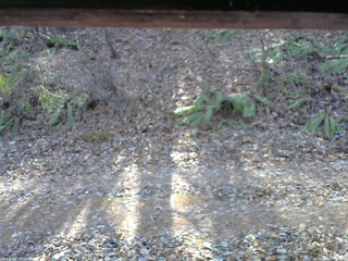 長野県菅平高原 ゆたか山荘 南側 2025/11/30 11:30