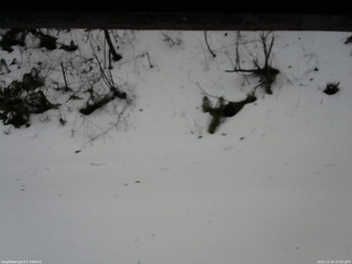 長野県菅平高原 ゆたか山荘 南側 2025/12/24 15:00