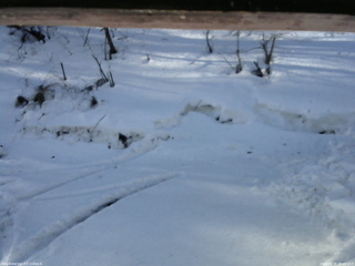 長野県菅平高原 ゆたか山荘 東側(坂下) 2026/02/26 08:00