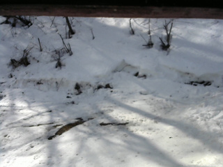 長野県菅平高原 ゆたか山荘 東側(坂下) 2026/03/02 09:45