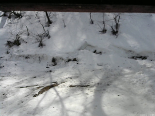 長野県菅平高原 ゆたか山荘 東側(坂下) 2026/03/02 11:15