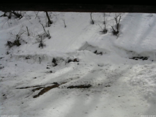 長野県菅平高原 ゆたか山荘 東側(坂下) 2026/03/02 13:30