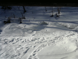 長野県菅平高原 ゆたか山荘 東側(坂下) 2026/03/14 07:30