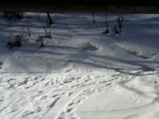 長野県菅平高原 ゆたか山荘 東側(坂下) 2026/03/14 07:45