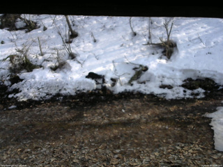 長野県菅平高原 ゆたか山荘 東側(坂下) 2026/03/28 15:45
