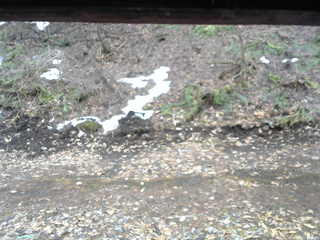 長野県菅平高原 ゆたか山荘 東側(坂下) 2026/04/01 11:45