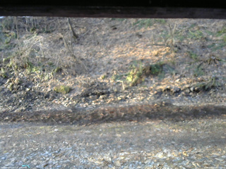 長野県菅平高原 ゆたか山荘 東側(坂下) 2026/04/03 06:15