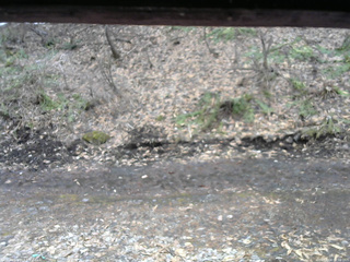 長野県菅平高原 ゆたか山荘 東側(坂下) 2026/04/04 07:30